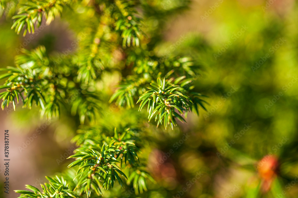branch of juniper close-up, view with blurred background. branch of juniper close-up, view with blurred background.