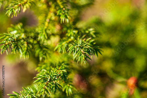 branch of juniper close-up  view with blurred background.