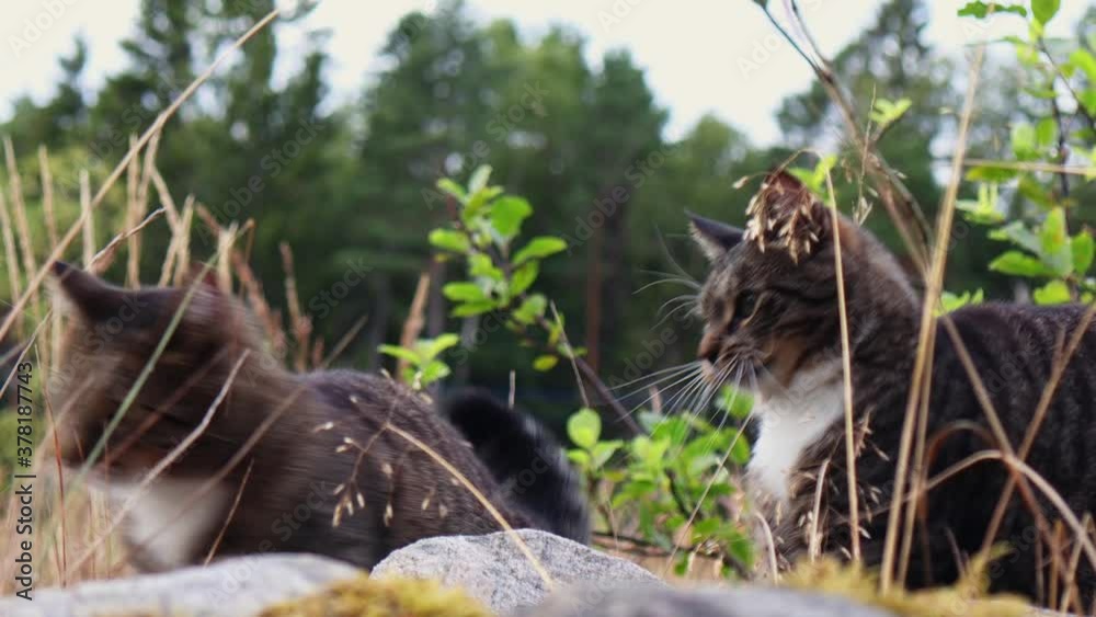 Two cats fighting on a rock in nature. Swedish country side Two cats fighting on a rock in nature. Swedish country side