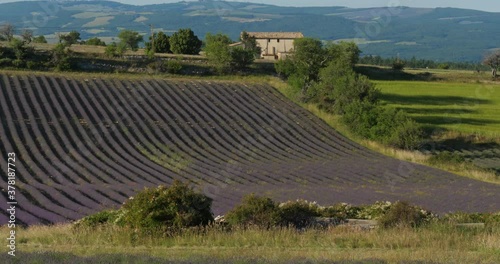 Field of lavenders,Ferrassieres, Provence, France photo