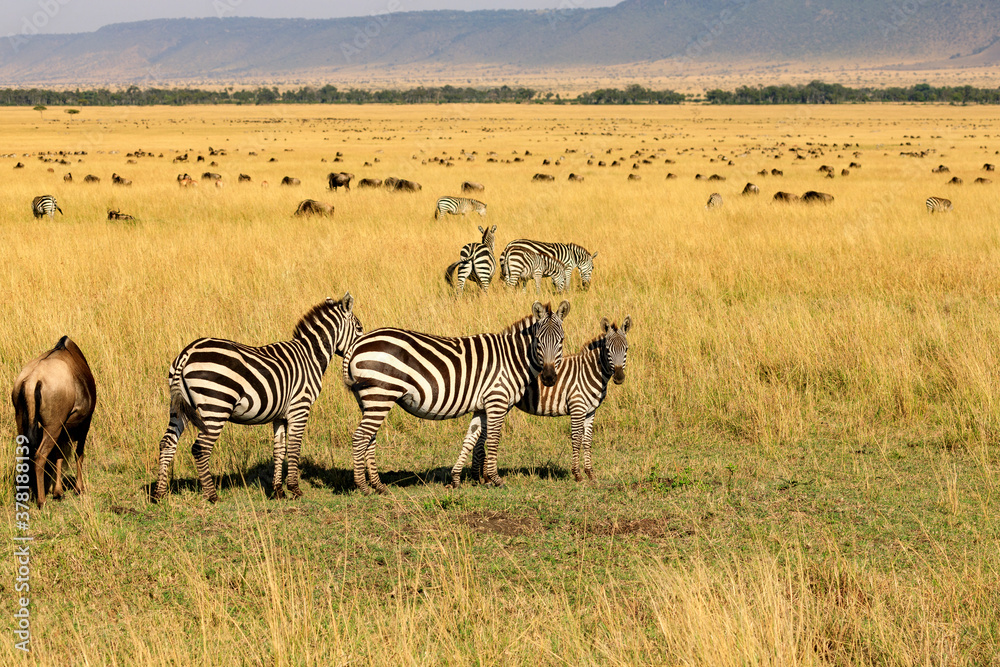 Fototapeta premium Migracja, zebry stepowe na sawannie Afryki. Safari na Masai Mara w Kenii.