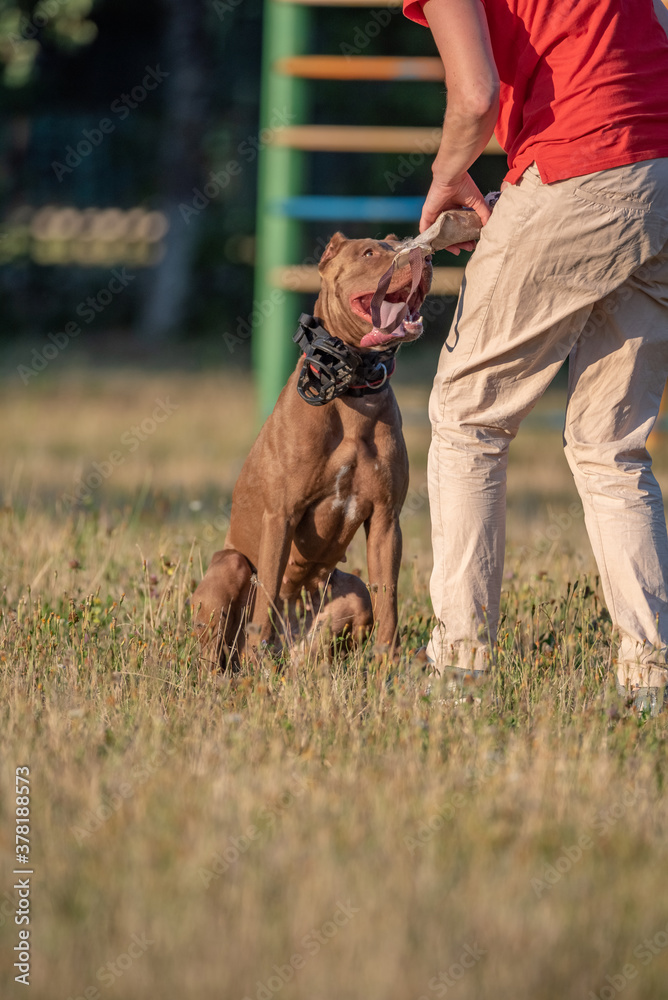 A girl trains a pit bull terrier in the park in summer. A girl trains a pit bull terrier in the park in summer.