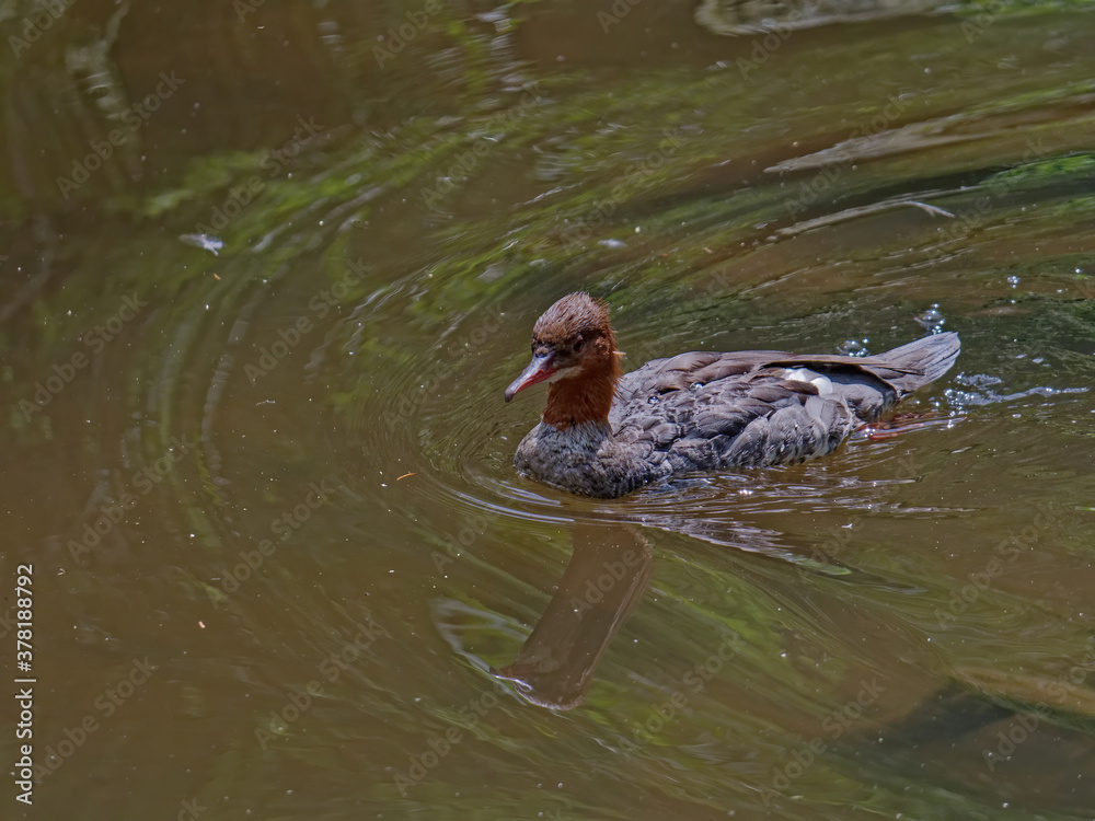 custom made wallpaper toronto digitalThe goosander, Mergus merganser, is a large seaduck of rivers and lakes in forested areas of Europe, the northern and central Palearctic, and North America.