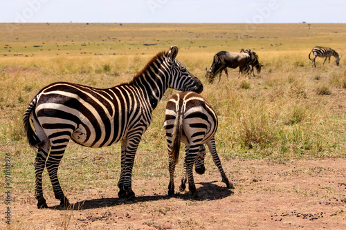 Zebras in der Masai Mara  Safari in Kenia  Afrika.