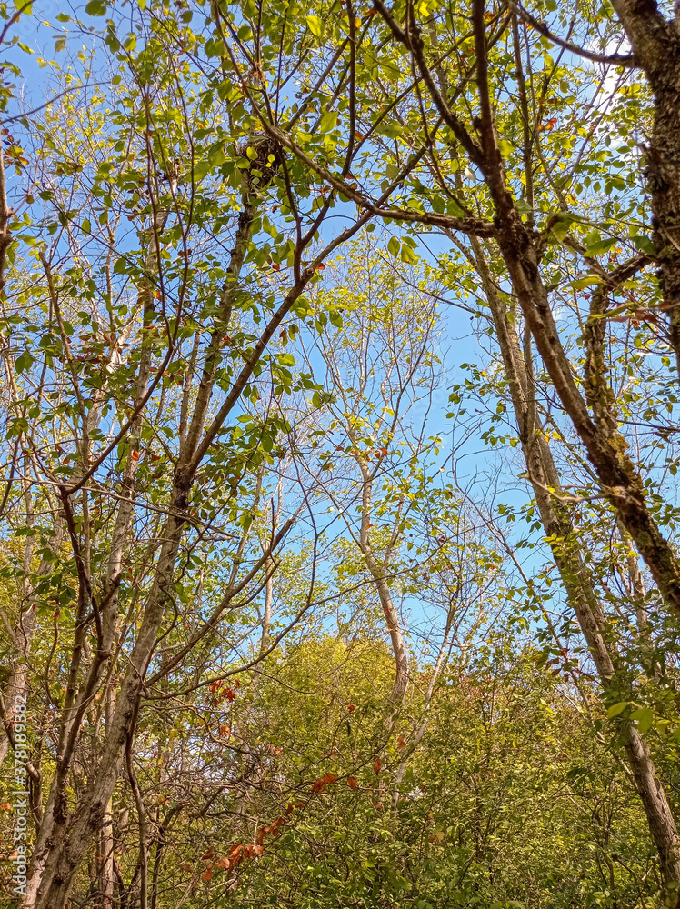 Obraz premium autumn in the forest