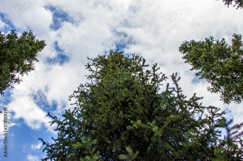 Picea schrenkiana trees in Kazakhstan. View from below. Photo taken in August in sunny day.