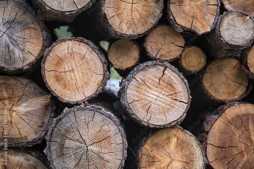 Naklejka premium Legname