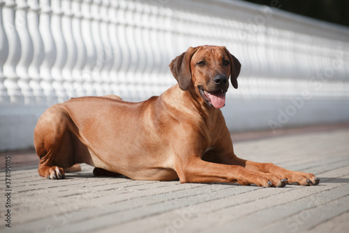 Rhodesian Ridgeback dog lies on the background of a balustrade