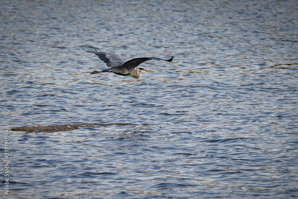 Heron flying over a lagoon.