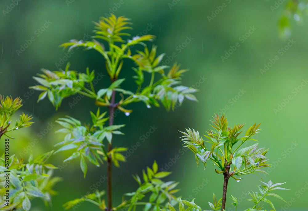 FRESNO COMUN - ASH or EUROPEAN ASH (Fraxinus excelsior) FRESNO COMUN - ASH or EUROPEAN ASH (Fraxinus excelsior)