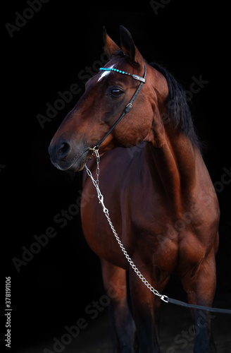 portrait of beautiful sportive stallion posing against black background