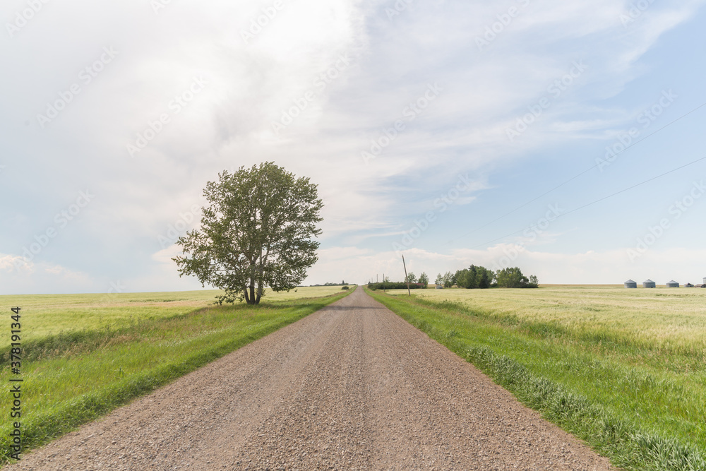 road in the countryside with a lone tree road in the countryside with a lone tree