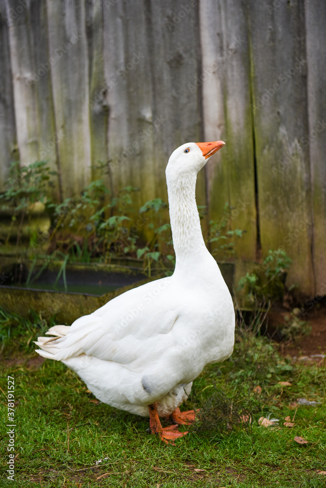 old white goose portait on nature outdoor