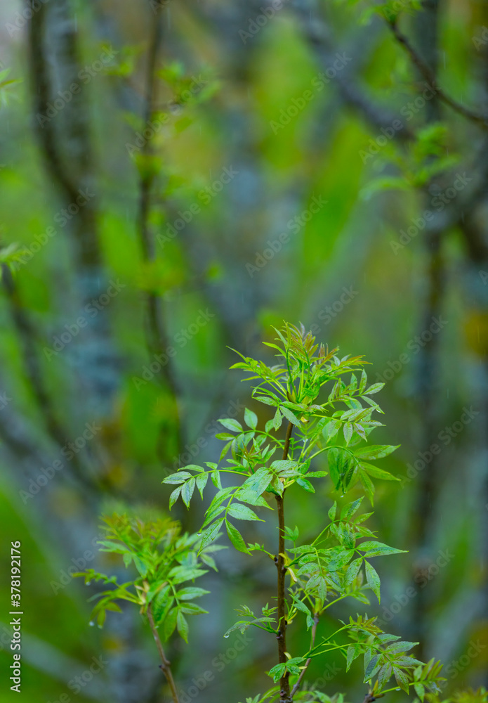 FRESNO COMUN - ASH or EUROPEAN ASH (Fraxinus excelsior) FRESNO COMUN - ASH or EUROPEAN ASH (Fraxinus excelsior)