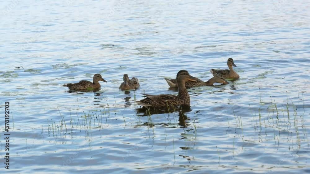 Ducklings Following Quacking Mother Duck - Ontario Lake Mallards 60fps Ducklings Following Quacking Mother Duck - Ontario Lake Mallards 60fps