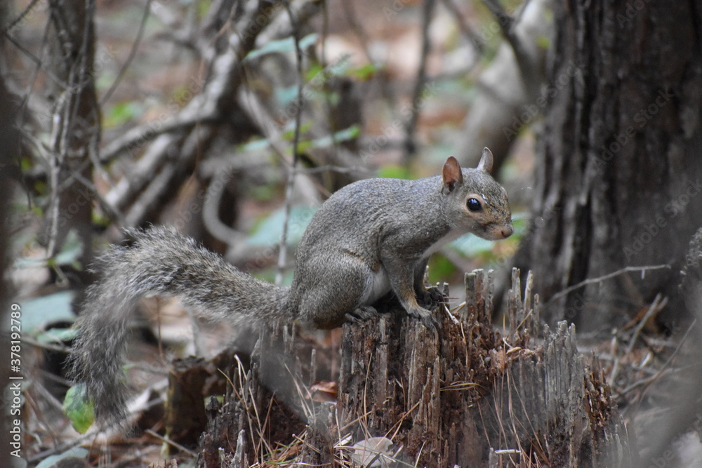 Obraz premium Squirrel