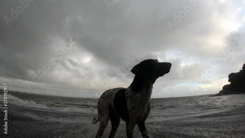 Dog near a beach in rain and storm - goldy photo