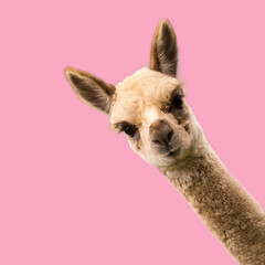 Sierkussen Lama Grappige alpaca op roze achtergrond  © Marta