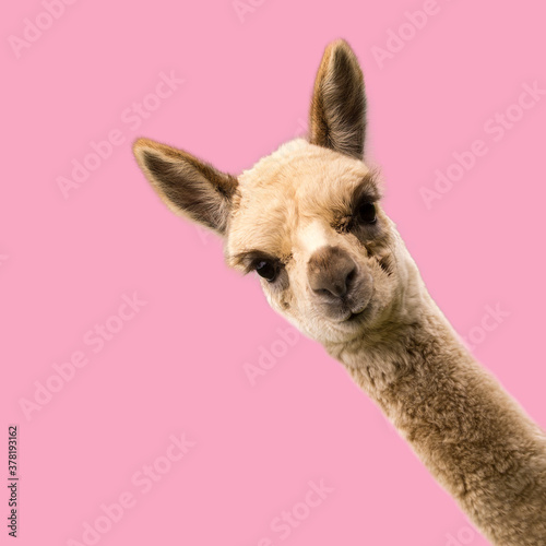 Little funny alpaca on pink background. photo