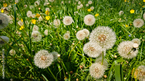 Dandelion Seeds In The Sunlight Away Across A Fresh Green Morning Background In Soft Focus