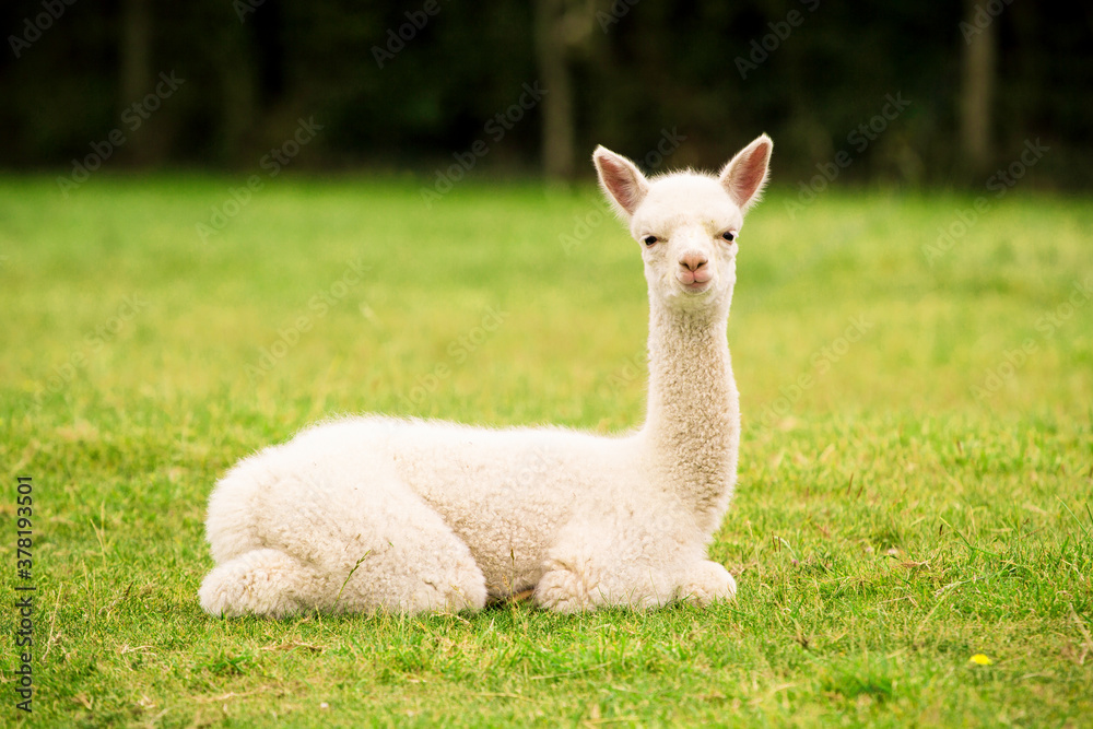 Obraz premium Biały alpaki dziecko na trawie