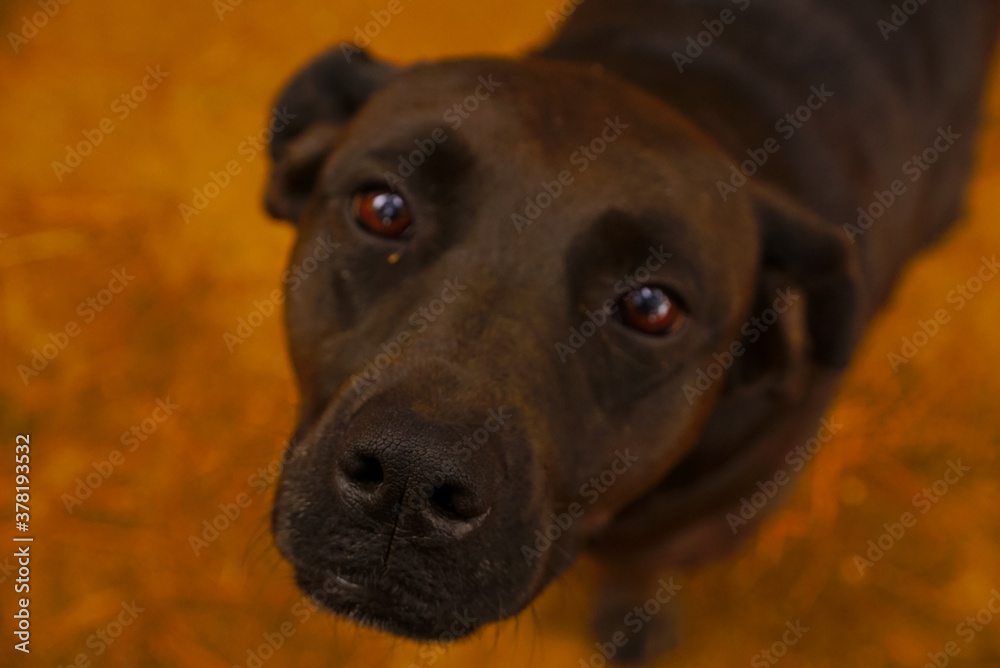 Fototapeta premium LINDA PERRITA NEGRA DE LAGUNA VERDE