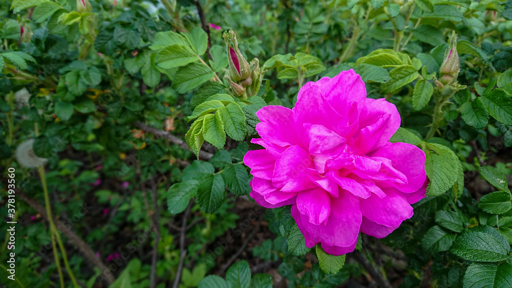Buds And Pink Flower Of Rosa Rugosa, Also Known As Beach Rose, Japanese Rose, Ramanas Rose.