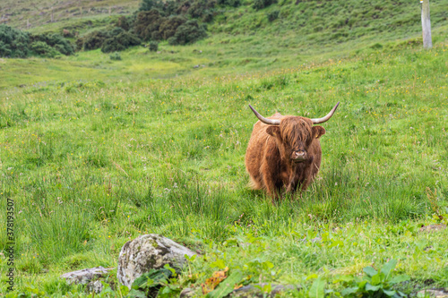 Portrait of hairy highland cow looking at camera and grazing on pasture in Scotland in its natural habitat