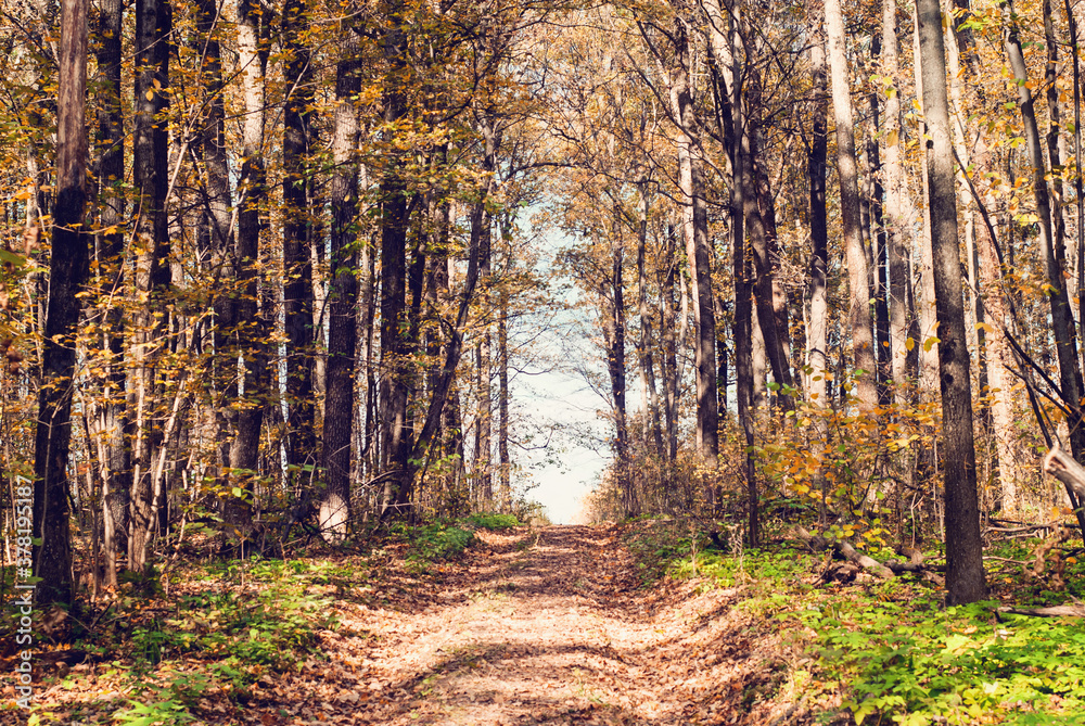 Fototapeta premium Colorful and vibrant autumn leaves. Branches with bright autumn leaves. Bright and colorful autumn landscapes. Autumn relic swamp.