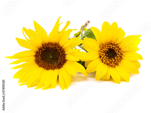 Sonnenblumen isoliert auf weißen Hintergrund