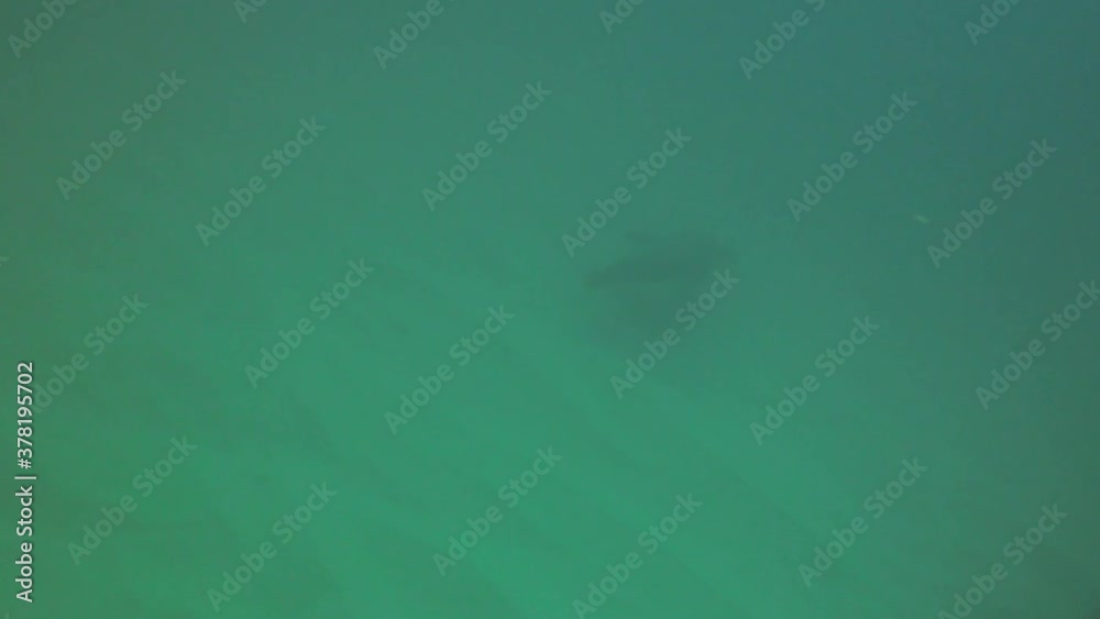 A lone sea lion in the Sea of Cortez in Baja California, Mexico A lone sea lion in the Sea of Cortez in Baja California, Mexico