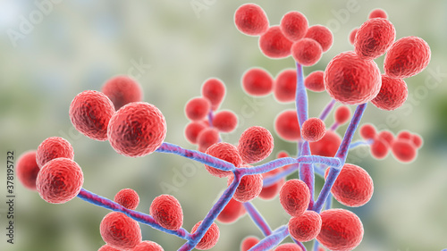 Candida fungi, human pathogenic yeasts photo