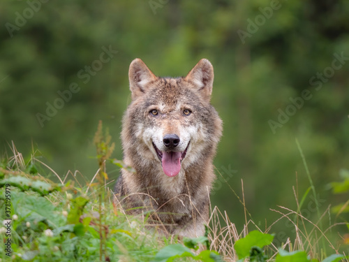Wolf Kopf und Oberkörper schaut mit Blickrichtung Kamera aus dem Gras als Tele-Nahaufnahme