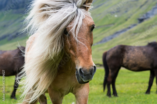Pferdeporträt mit wilder Mähne in grünem Tal der Färöer Inseln. © pascaluehli