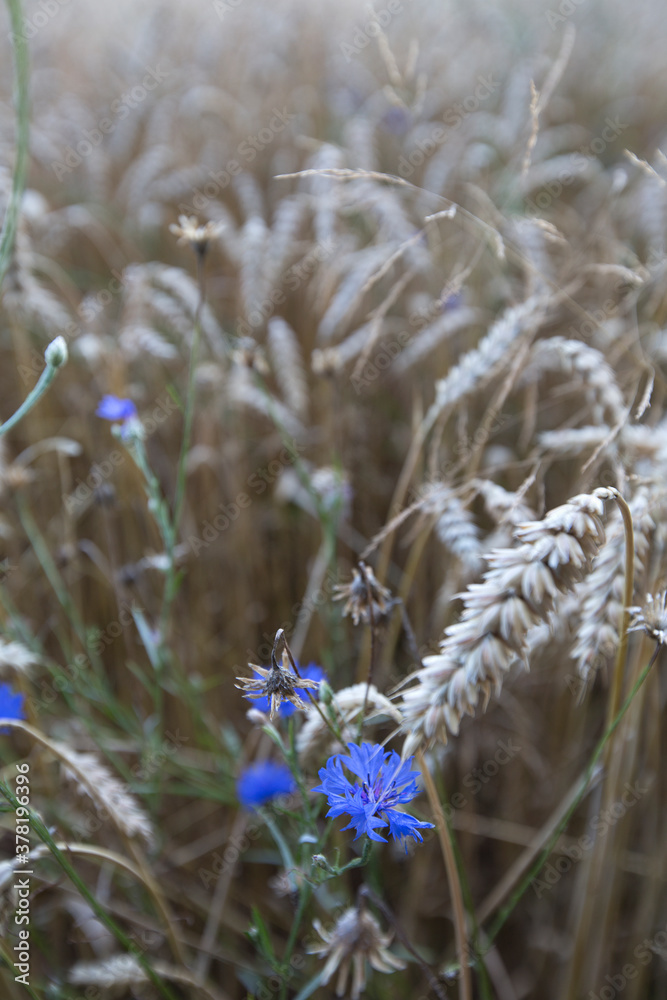 Schöne blaue Kornblumen in einem Weizenfeld Schöne blaue Kornblumen in einem Weizenfeld