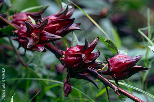 Fresh roselle (hibiscus sabdariffa) on the branch photo