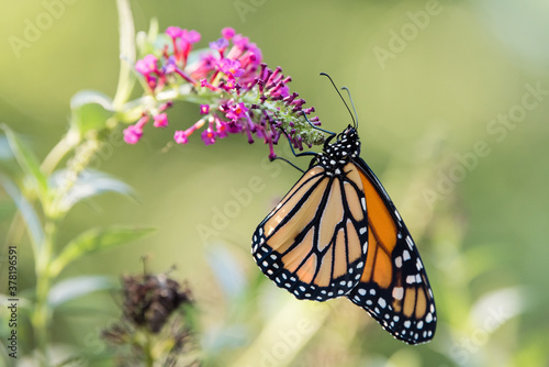 Monarch butterfly on purple flower butterfly bush