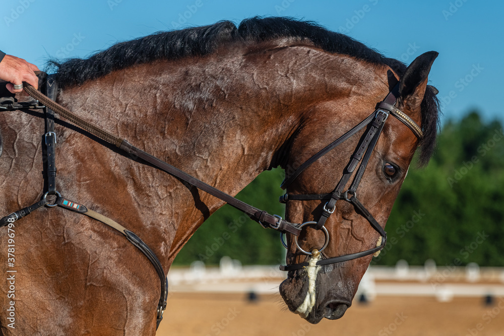 Obraz premium Horses 