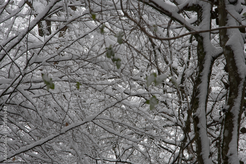 Obraz premium snow covered tree