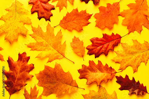 Autumn bright background pattern with yellow-red autumn oak leaves on a yellow background  top view 