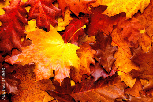 Yellow autumn leaves, top view. Autumn bright textural leaves background. 