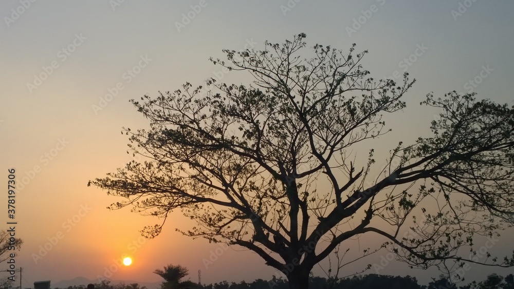 A beautiful sunset with the shadow of a tree A beautiful sunset with the shadow of a tree