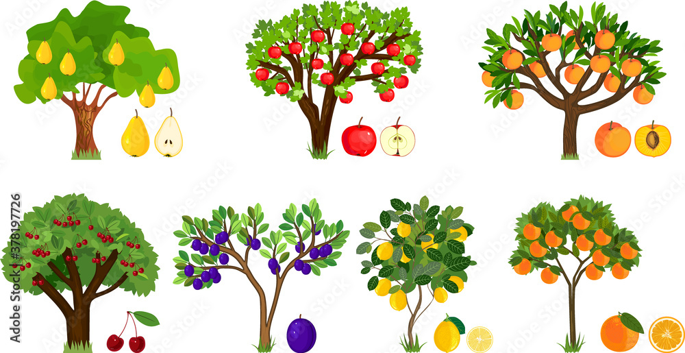 Set of different fruit trees with ripe fruits isolated on white background. Harvest time