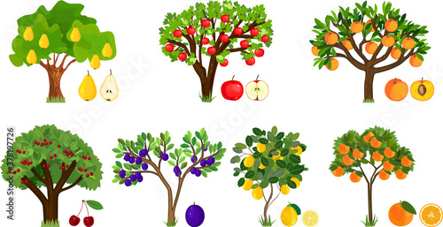 Foto Set of different fruit trees with ripe fruits isolated on white background