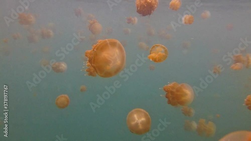 Jellyfish swim in the brackish water lake of kakaban near maratua island in indonesia, hundreds of large and small  photo