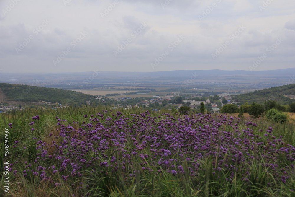 Obraz premium Different flowers of mountains during the summer time