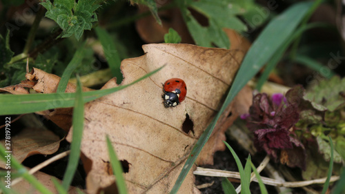 Marienkäfer auf Herbstblatt