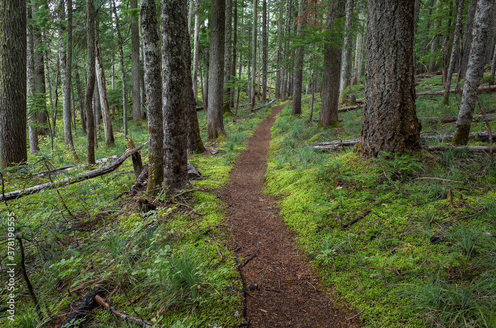Hiking trail through lush forest Hiking trail through lush forest