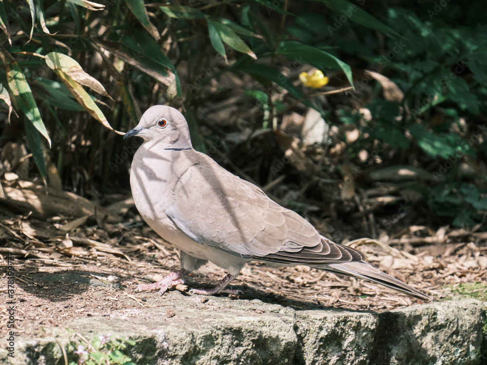 Fototapeta premium Tourterelle marchant sous les arbres .