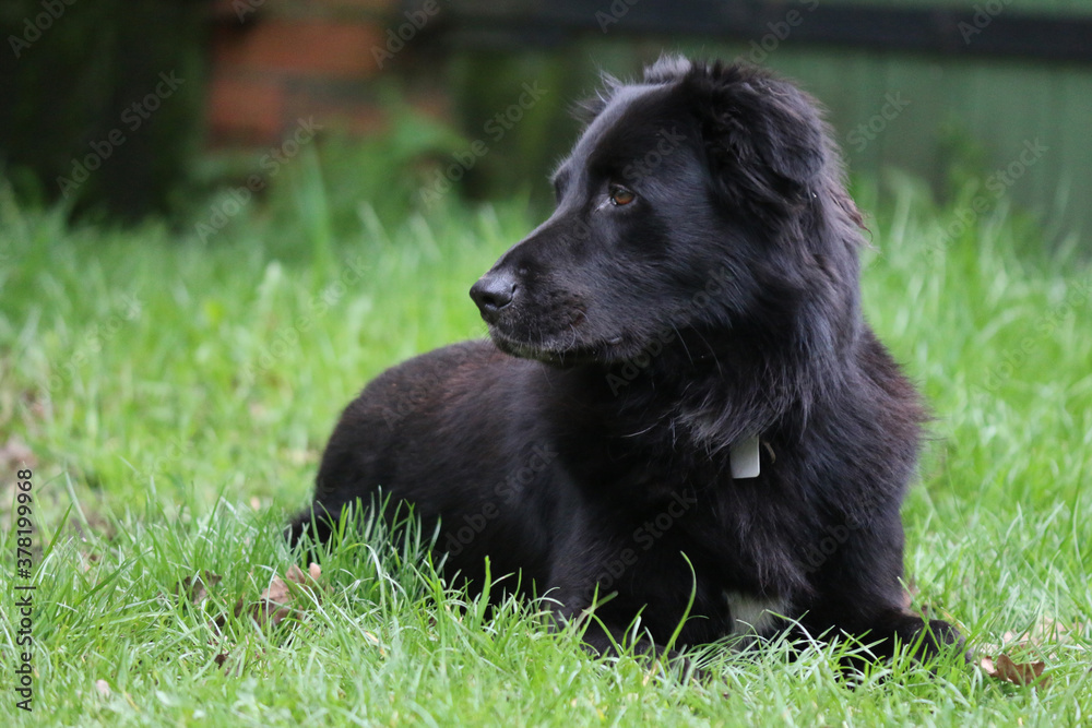Schwarzer Hund im Gras Schwarzer Hund im Gras